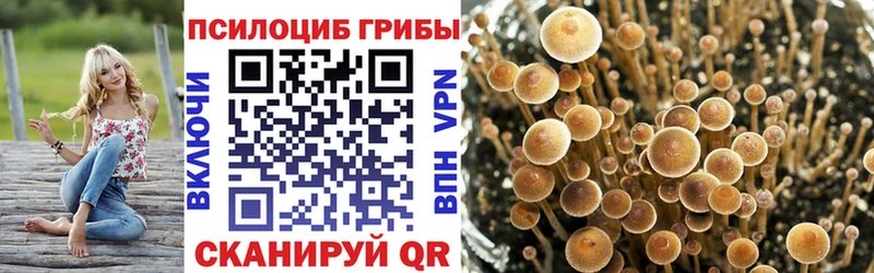 наркота  Жиздра  Псилоцибиновые грибы Psilocybine cubensis 